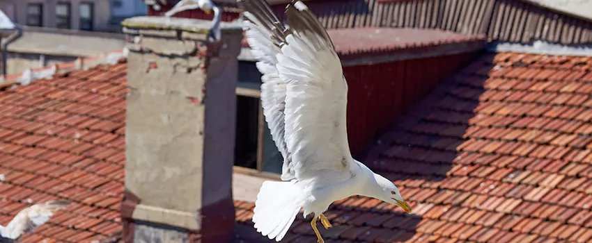 Residential Chimney Animal Removal Solution in Granite Bay, CA