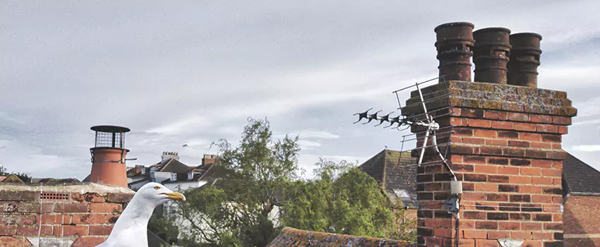 Chimney Cleaning And Restoration in Granite Bay, California